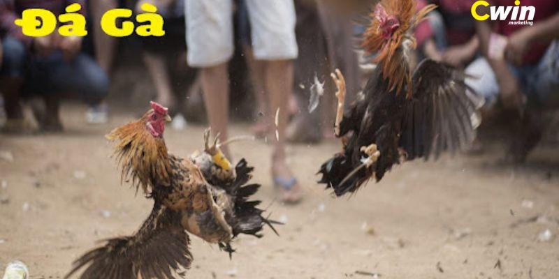 Đá gà Thomo - Top 5 kinh nghiệm chơi cực hay từ cao thủ BJ88 4 Học hỏi từ những người chơi khác trong cộng đồng đá gà Thomo